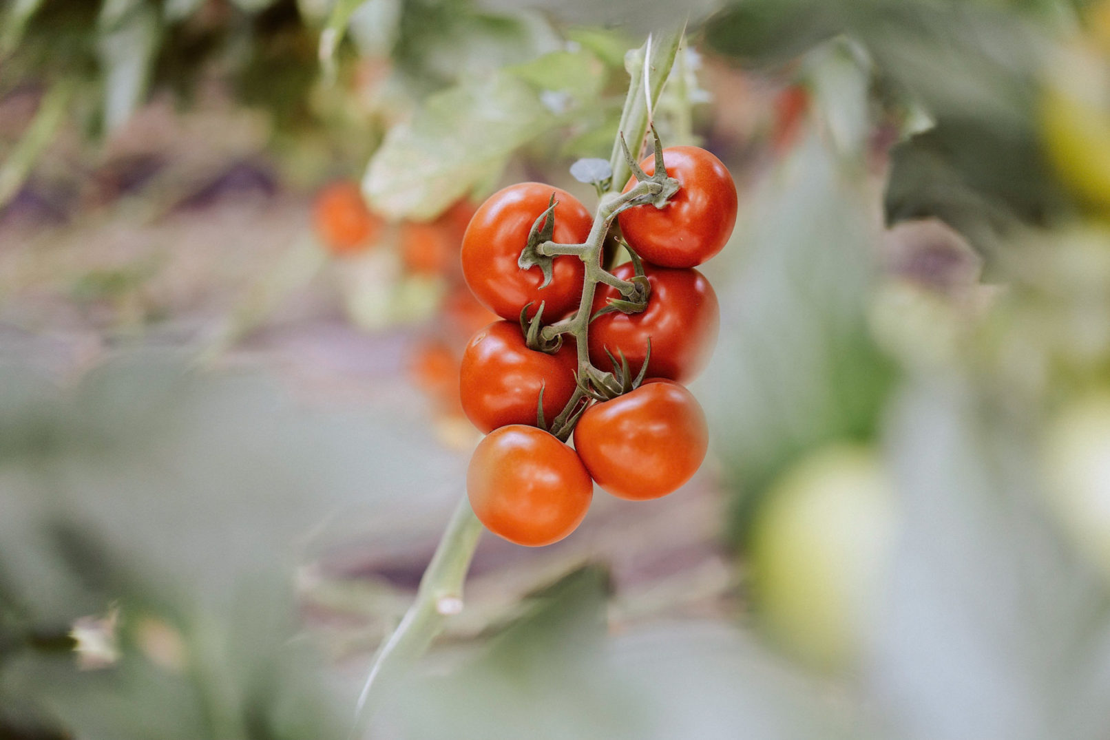 tomate ernte großbauer