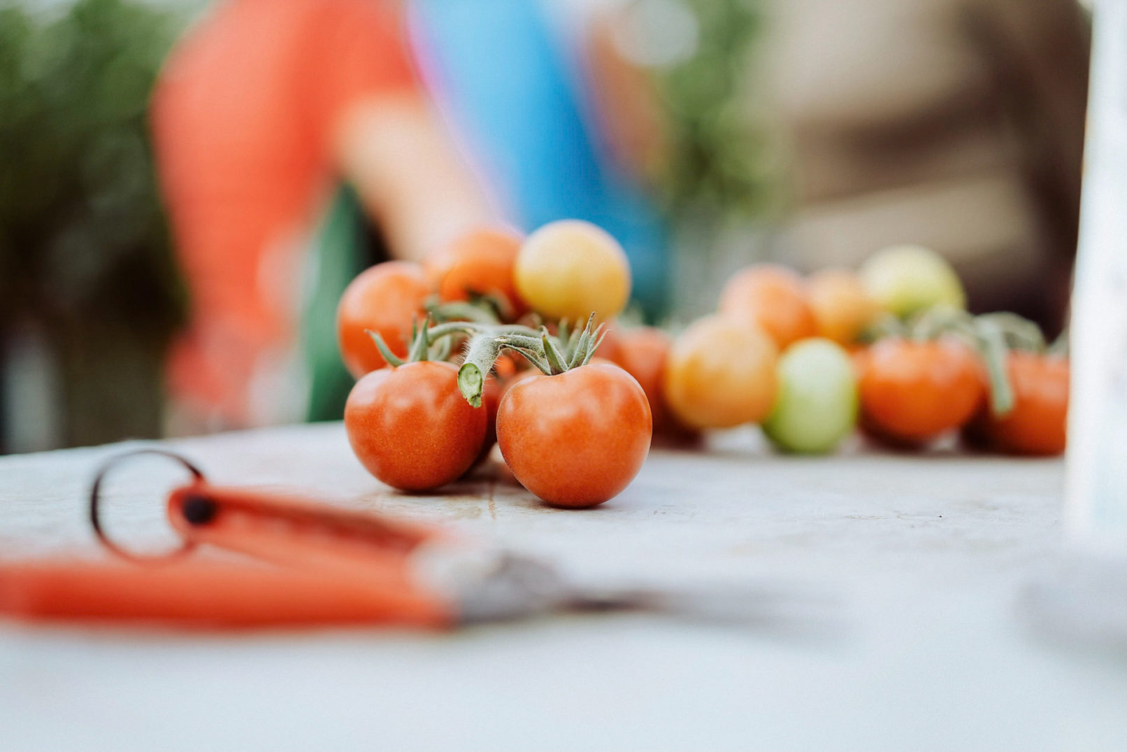 website content pfalz tomate