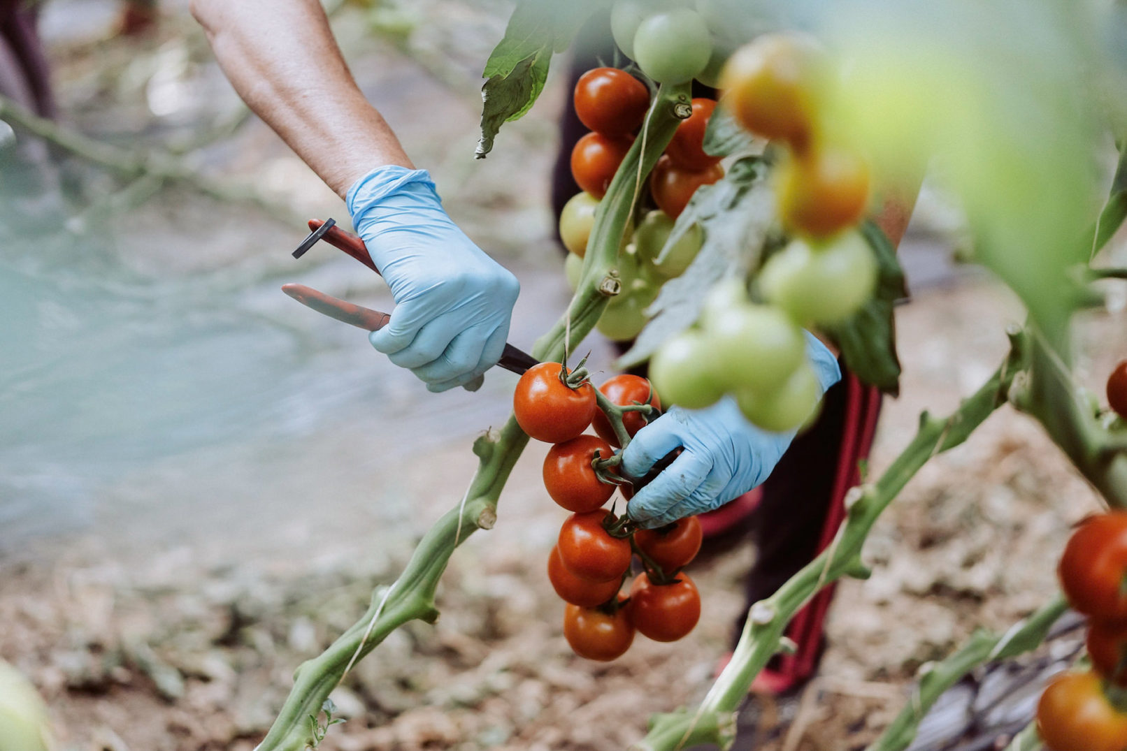 tomatenernte fesa gemüsegroßhandel